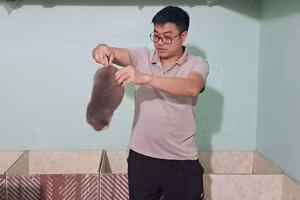 Mô hình nuôi dúi có giá trị kinh tế cao ở huyện Kỳ Sơn, Nghệ An.