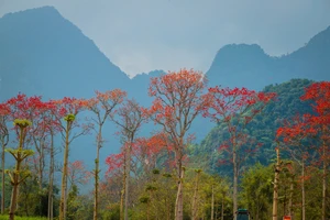 Hoa Gạo ở xã Tam Sơn (huyện Anh Sơn, Nghệ An).