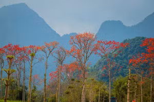 Hoa Gạo ở xã Tam Sơn (huyện Anh Sơn, Nghệ An).