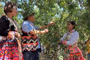 Du khách khắp nơi tìm về xã Mường Lống để tham quan, chụp ảnh tại vườn mận.