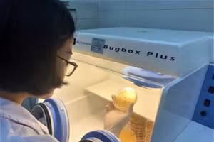 Chị Lê Thị Trang tỉ mẩn với công việc nghiên cứu yêu thích