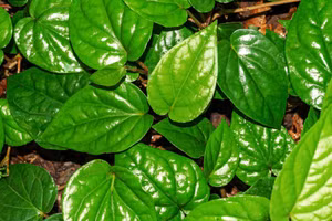  Lá trầu giúp điều trị các vấn đề liên quan đến ho và cảm lạnh. (Ảnh: ITN).