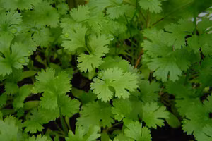 Công dụng làm đẹp da thần kỳ của rau mùi