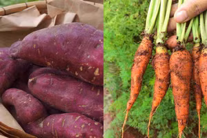 3 loại củ rẻ bèo giúp giải nhiệt mùa hè