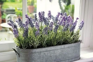 Cây hoa oải hương được sử dụng trong y học, tinh hoa lavender có tác dụng an thần, dễ ngủ và có tính sát trùng, sát khuẩn cao.