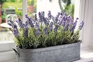Cây hoa oải hương được sử dụng trong y học, tinh hoa lavender có tác dụng an thần, dễ ngủ và có tính sát trùng, sát khuẩn cao.