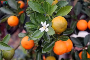 Quất có đủ “Tứ quý”.