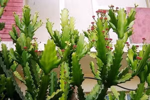 4 loại cây chặn đứng tài lộc không nên trồng trong nhà