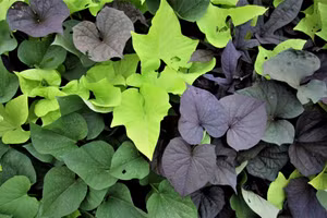 Lá khoai lang là một nguồn cung cấp vitamin C dồi dào. (Ảnh: ITN).