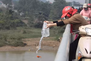 4 sai lầm cần tránh khi thả cá chép ngày ông Công ông Táo 