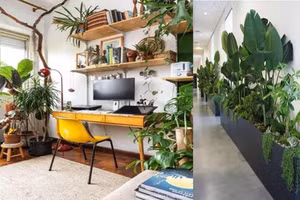 Cách chọn cây trồng trong nhà hợp mệnh gia chủ, thu hút tài lộc