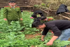 Cơ quan chức năng tiến hành nhổ bỏ cây thuốc phiện trồng tại nhà dân. Ảnh: Công an cung cấp.