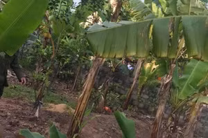 Vườn chuối nơi người dân phát hiện thi thể nạn nhân.