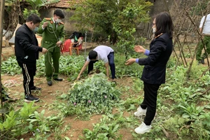 Bắc Giang: Hàng nghìn cây cần sa, cây anh túc được trồng trong vườn nhà dân