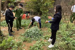 Bắc Giang: Hàng nghìn cây cần sa, cây anh túc được trồng trong vườn nhà dân