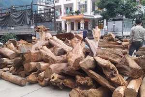 Khối lượng gỗ lớn bị cơ quan chức năng phát hiện, tạm giữ. Ảnh: Công an Hà Giang.