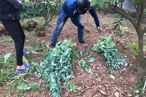 Cơ quan chức năng tiến hành nhổ, thu giữ cây thuốc phiện tại vườn nhà của 1 hộ dân. Ảnh: Công an Bắc Giang.