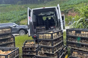 Số lượng lớn gà giống nhập lậu bị cơ quan chức năng tạm giữ. Ảnh: Công an Quảng Ninh.