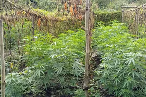 200 cây cần sa được trồng bí mật trong rẫy cà phê.