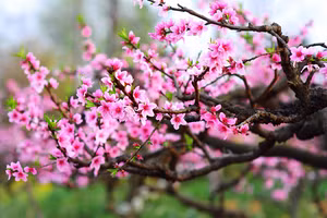 Truy xuất nguồn gốc cây đào: Vì sao Lào Cai không thực hiện dán tem như nơi khác?