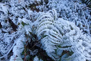 Không khí lạnh tăng cường, miền Bắc rét hại, miền Nam chuyển lạnh về đêm và sáng