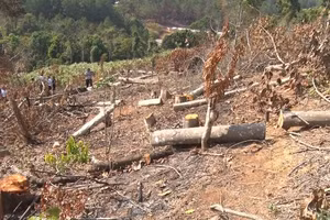 Rừng phòng hộ Tà Nung bị phá hồi tháng 2/2021. Ảnh: Hoàng Phúc.