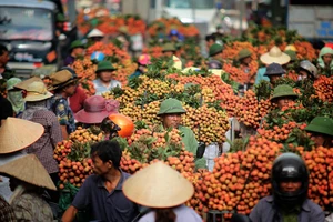 Thông tin quả vải bị ép giá còn 2.000 đồng/kg ở Bắc Giang là không chính xác. Ảnh minh hoạ.