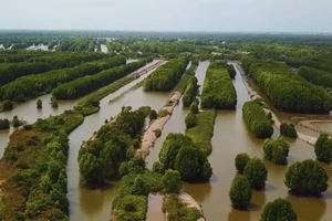 Một khu rừng ngập mặn tại Cà Mau