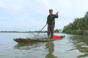 Nuôi cua tôm kết hợp trong vuông là một trong những mô hình kinh tế phổ biến tại Cà Mau