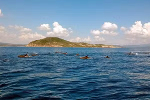 Đàn cá heo hàng trăm con bơi tung tăng trên vùng biển Phú Yên