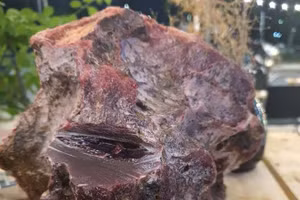 Lặn biển, người đàn ông ở Quảng Ngãi nhặt được 2 khối đá nghi long diên hương bạc tỷ