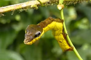 Những sinh vật kì dị trên trái đất