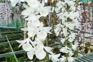 Người chơi lan cần cẩn trọng trong các giao dịch trên mạng xã hội. Ảnh: IT