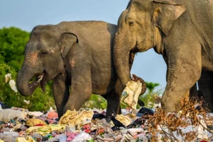 Sri Lanka tìm cách giải cứu động vật hoang khỏi rác thải nhựa.