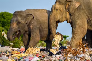 Sri Lanka tìm cách giải cứu động vật hoang khỏi rác thải nhựa.