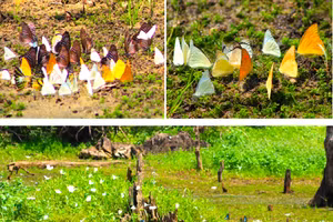 Ngắm bướm bay rợp vườn quốc gia Cúc Phương