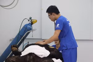 Cứu hộ thành công cá thể gấu ngựa tại Hà Nội.