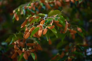 Hoa chò, còn gọi hoa dầu, hoa chong chóng xoay, thường nở rộ những ngày tháng 4 đến tháng 6.