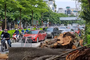 Ùn tắc kéo dài hàng km vì cây gãy đổ
