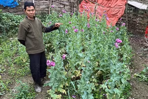 Ông Phàn Văn Ty trong vườn thuốc phiện