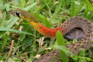 Khi bị rắn cắn cần chuyển bệnh nhân nhanh nhất đến cơ sở y tế gần nhất. Ảnh minh họa.