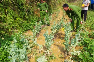 Lực lượng Công an huyện Mèo Vạc kiểm đếm số lượng cây thuốc phiện. Ảnh: Hà Linh