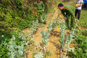 Lực lượng Công an huyện Mèo Vạc kiểm đếm số lượng cây thuốc phiện. Ảnh: Hà Linh