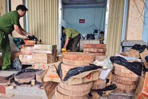 Lực lượng chức năng kiểm đếm số gỗ nghiếm. Ảnh: Chi cục Kiểm lâm Hà Giang