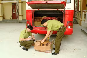 Lực lượng chức năng kiểm đếm số lâm sản thu giữ. Ảnh: Tuấn Quỳnh