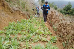 Cây thuốc phiện được trồng trong khu đồi của gia đình bà Diên. Ảnh: Công an huyện Vị Xuyên 