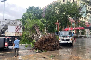 Cây đa cổ thụ hàng trăm tuổi bị bật gốc chắn ngang đường.