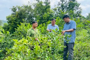 Nhiều hộ dân tại Vị Xuyên thoát nghèo từ chương trình cải tạo vườn tạp. Ảnh: Thu Biên