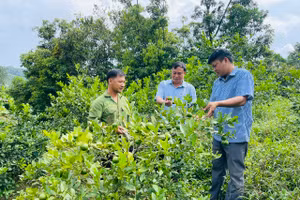 Nhiều hộ dân tại Vị Xuyên thoát nghèo từ chương trình cải tạo vườn tạp. Ảnh: Thu Biên