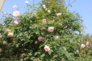 Hàng trăm gốc hoa hồng cổ thụ cùng bung nở tạo khung trời rợp sắc hoa.